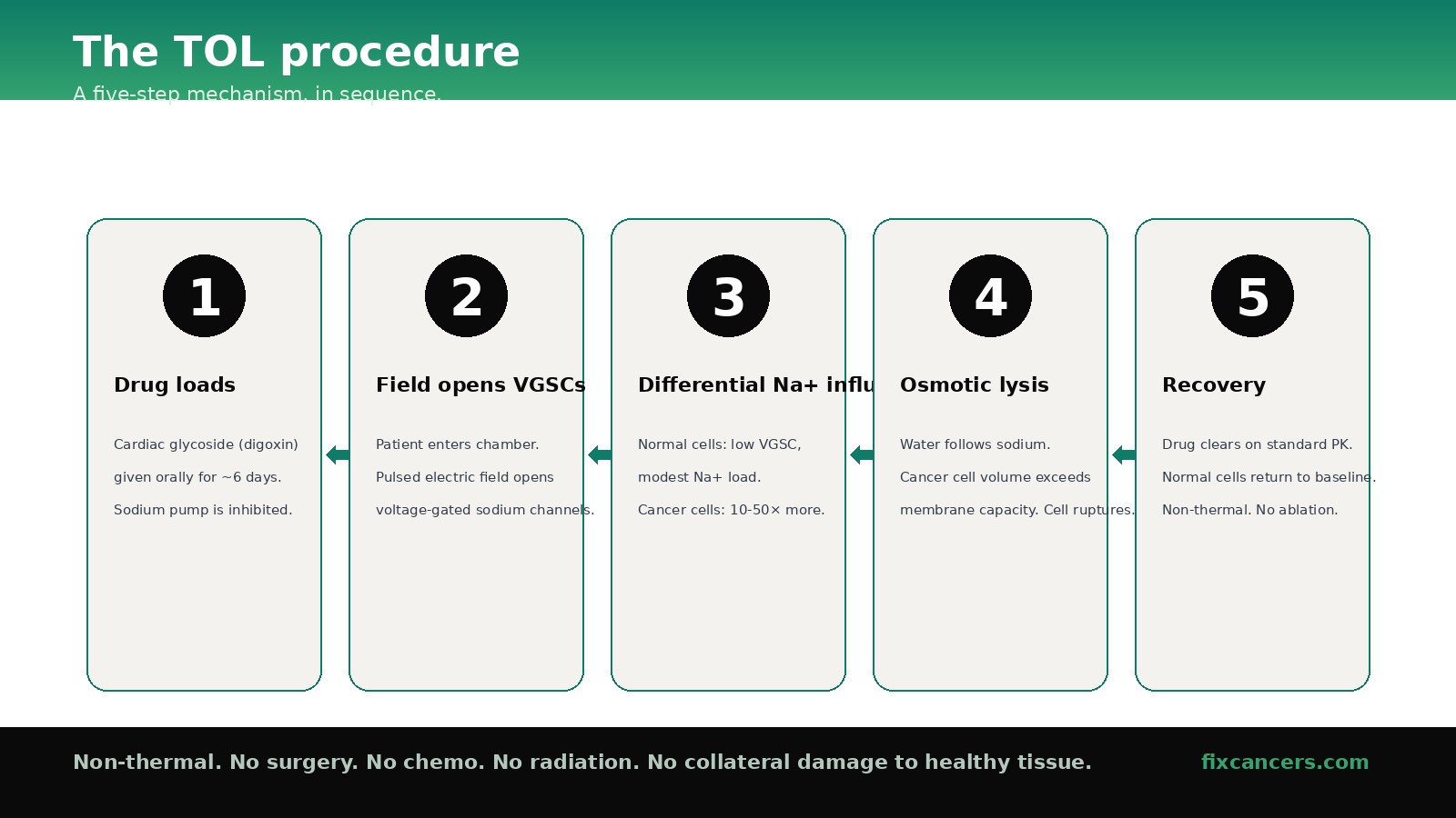 The TOL procedure five-step diagram. Step 1: cardiac glycoside drug loads for approximately 6 days. Step 2: pulsed electric field opens voltage-gated sodium channels. Step 3: differential sodium influx, cancer cells accumulate 10 to 50 times more sodium than normal cells. Step 4: osmotic lysis, water follows sodium and cancer cells rupture. Step 5: recovery, normal cells return to baseline. Non-thermal mechanism.